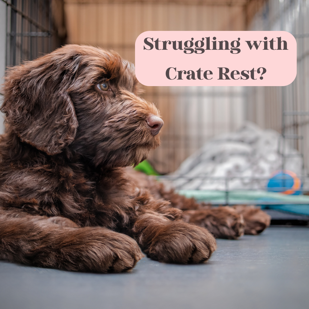 small brown dog lying in front of crate with text saying "struggling with crate rest?"